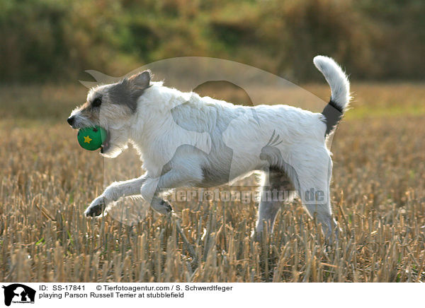 spielender Parson Russell Terrier auf dem Stoppelfeld / playing Parson Russell Terrier at stubblefield / SS-17841