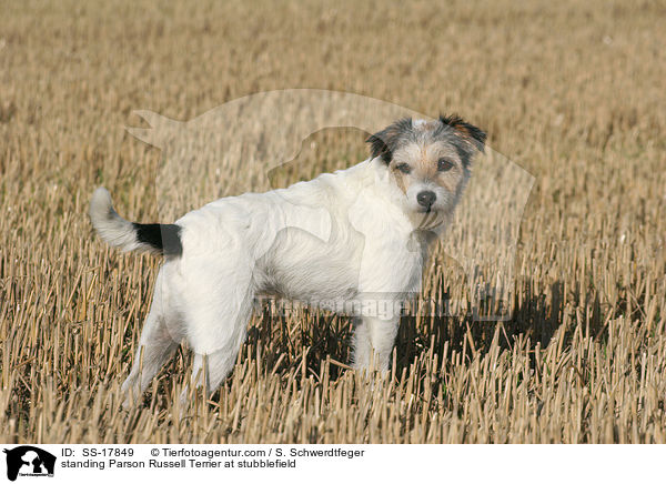 stehender Parson Russell Terrier auf dem Stoppelfeld / standing Parson Russell Terrier at stubblefield / SS-17849