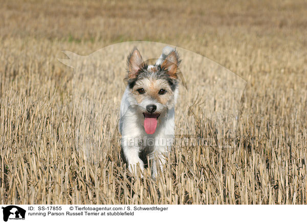 rennender Parson Russell Terrier auf dem Stoppelfeld / running Parson Russell Terrier at stubblefield / SS-17855