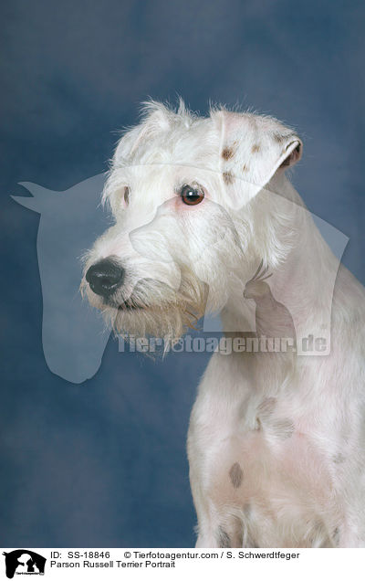 Parson Russell Terrier Portrait / Parson Russell Terrier Portrait / SS-18846