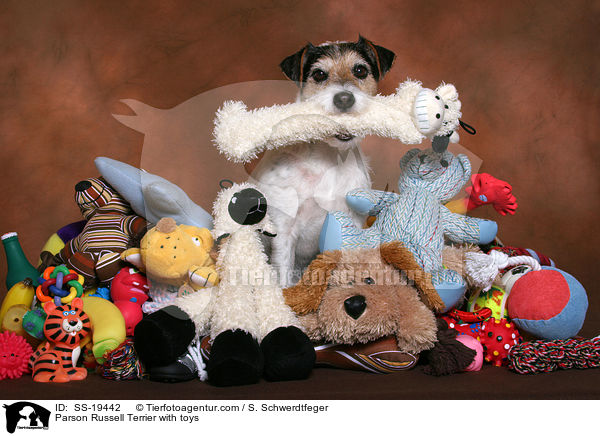 Parson Russell Terrier with toys / SS-19442