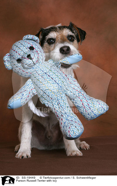 Parson Russell Terrier with toy / SS-19449