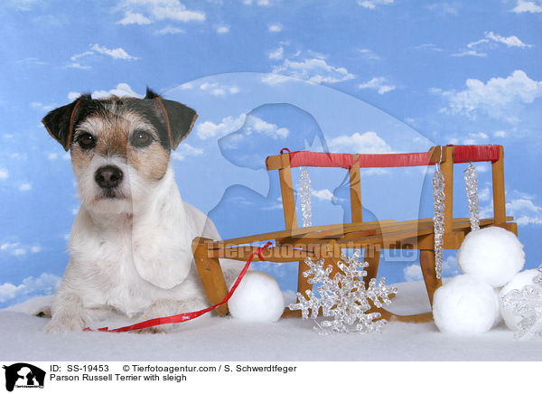 Parson Russell Terrier mit Schlitten / Parson Russell Terrier with sleigh / SS-19453