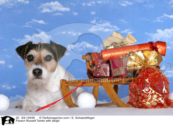 Parson Russell Terrier mit Schlitten / Parson Russell Terrier with sleigh / SS-19456