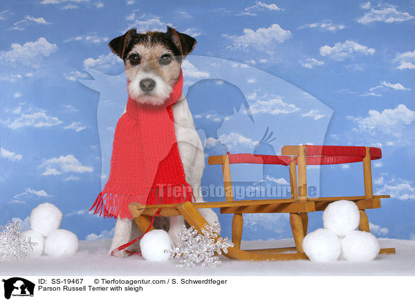 Parson Russell Terrier mit Schlitten / Parson Russell Terrier with sleigh / SS-19467