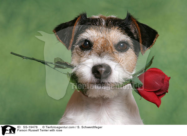 Parson Russell Terrier with rose / SS-19478