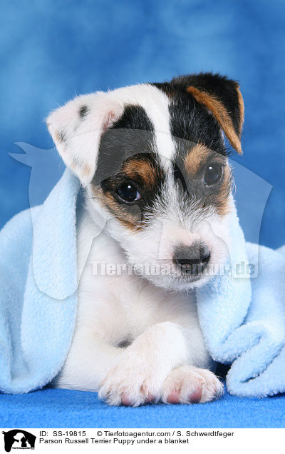 Parson Russell Terrier Welpe / Parson Russell Terrier Puppy / SS-19815