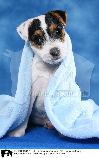 Parson Russell Terrier Welpe / Parson Russell Terrier Puppy / SS-19817