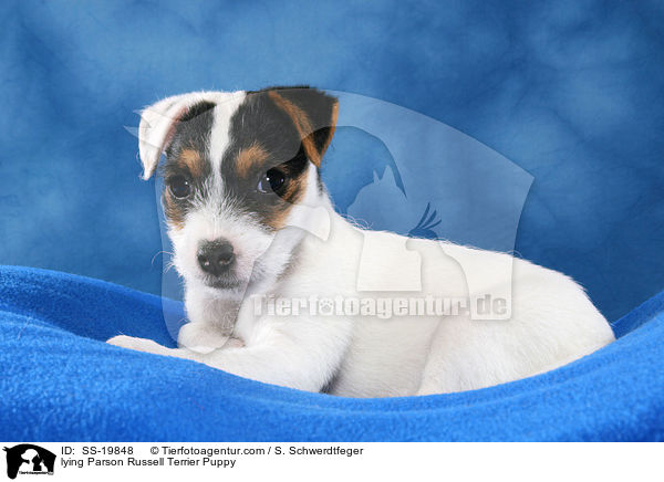 Parson Russell Terrier Welpe / Parson Russell Terrier Puppy / SS-19848