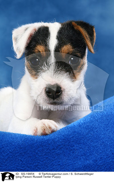 Parson Russell Terrier Welpe / Parson Russell Terrier Puppy / SS-19854