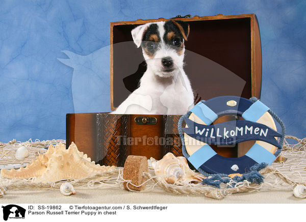 Parson Russell Terrier Welpe / Parson Russell Terrier Puppy / SS-19862