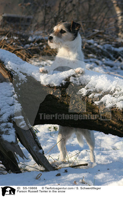 Parson Russell Terrier im Schnee / Parson Russell Terrier in the snow / SS-19868