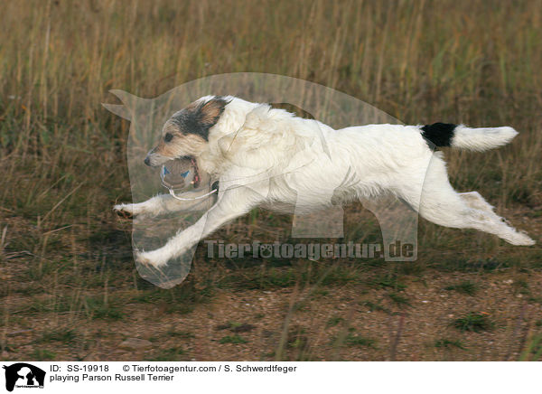 spielender Parson Russell Terrier / playing Parson Russell Terrier / SS-19918