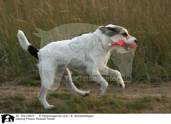 spielender Parson Russell Terrier / playing Parson Russell Terrier / SS-19924