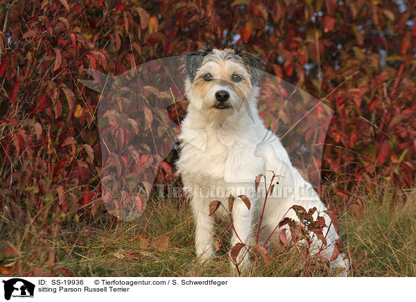 sitzender Parson Russell Terrier / sitting Parson Russell Terrier / SS-19936