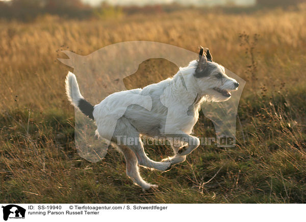 rennender Parson Russell Terrier / running Parson Russell Terrier / SS-19940