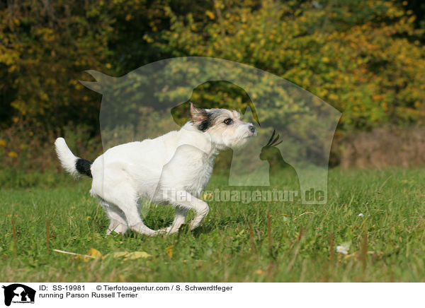 rennender Parson Russell Terrier / running Parson Russell Terrier / SS-19981