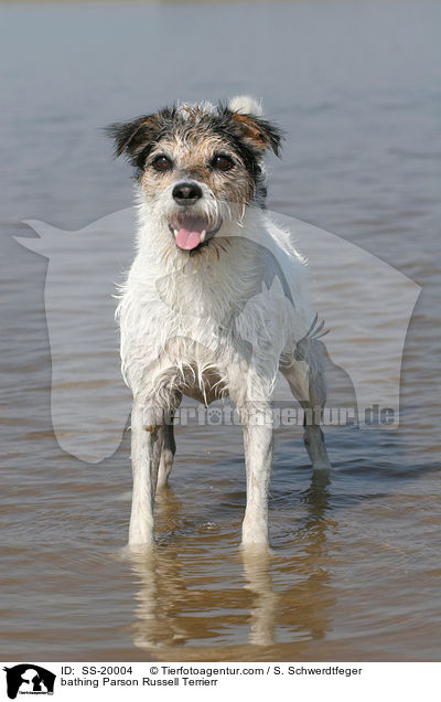 badender Parson Russell Terrier / bathing Parson Russell Terrierr / SS-20004