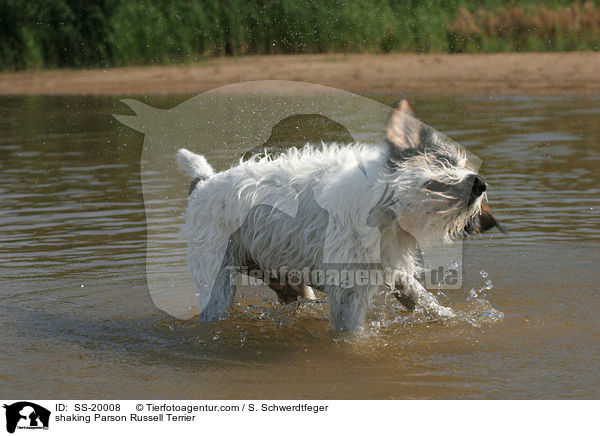 Parson Russell Terrier schttelt sich / shaking Parson Russell Terrier / SS-20008