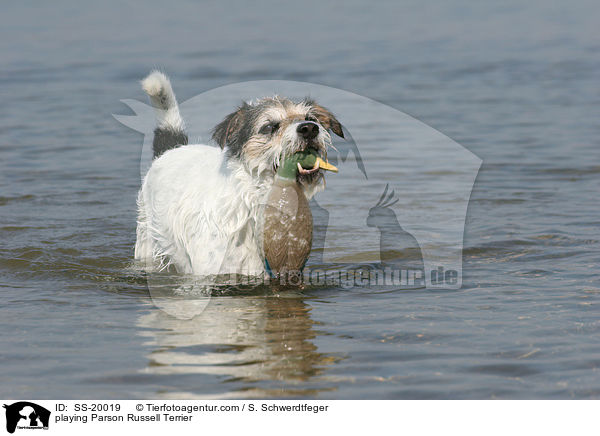 spielender Parson Russell Terrier / playing Parson Russell Terrier / SS-20019