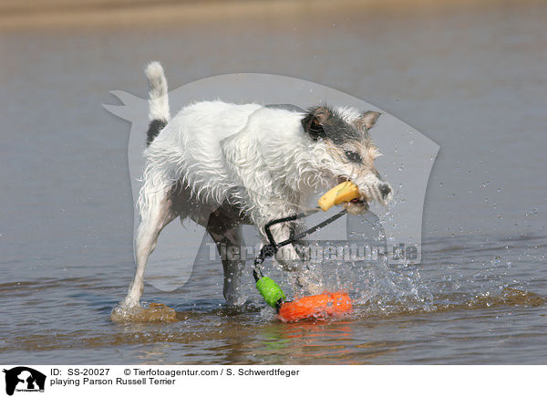 spielender Parson Russell Terrier / playing Parson Russell Terrier / SS-20027