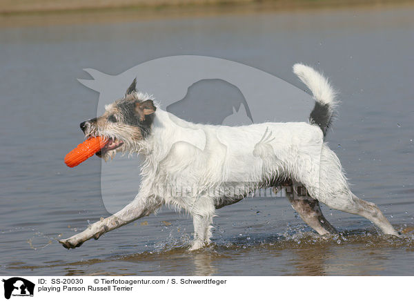 spielender Parson Russell Terrier / playing Parson Russell Terrier / SS-20030