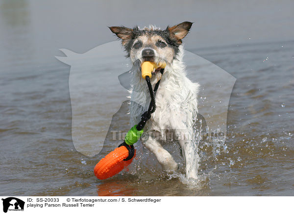 spielender Parson Russell Terrier / playing Parson Russell Terrier / SS-20033