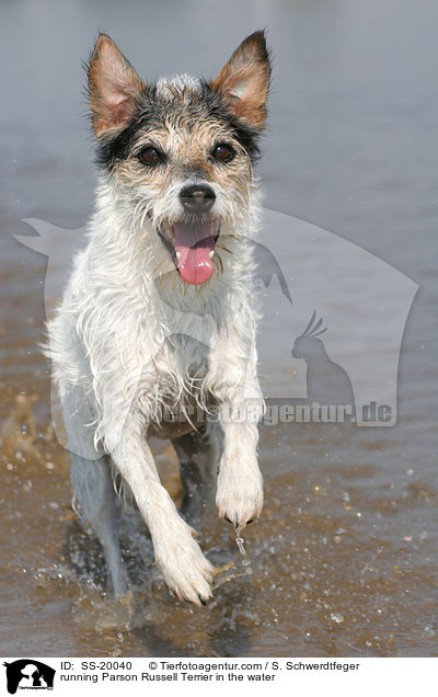 rennender Parson Russell Terrier / running Parson Russell Terrier / SS-20040