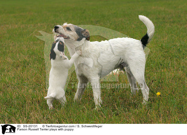 Parson Russell Terrier mit Welpe / Parson Russell Terrier with puppy / SS-20131