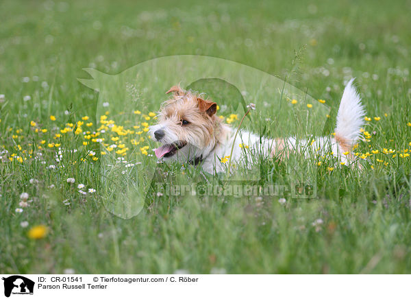 Parson Russell Terrier / Parson Russell Terrier / CR-01541