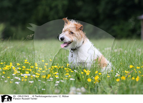 Parson Russell Terrier / Parson Russell Terrier / CR-01543