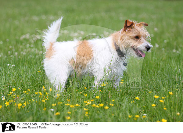 Parson Russell Terrier / Parson Russell Terrier / CR-01545