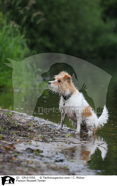 Parson Russell Terrier / Parson Russell Terrier / CR-01550