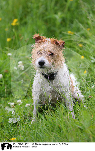 Parson Russell Terrier / Parson Russell Terrier / CR-01552