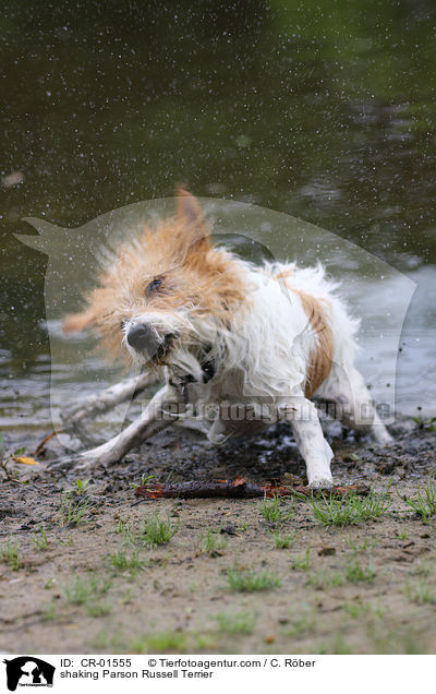 Parson Russell Terrier schttelt sich / shaking Parson Russell Terrier / CR-01555