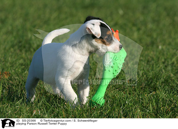 Parson Russell Terrier Welpe / Parson Russell Terrier Puppy / SS-20366