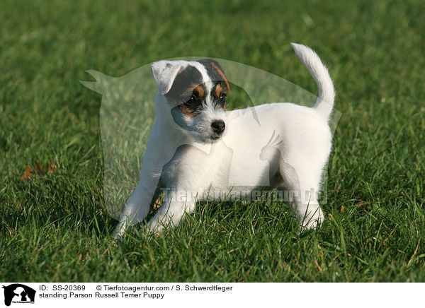 Parson Russell Terrier Welpe / Parson Russell Terrier Puppy / SS-20369