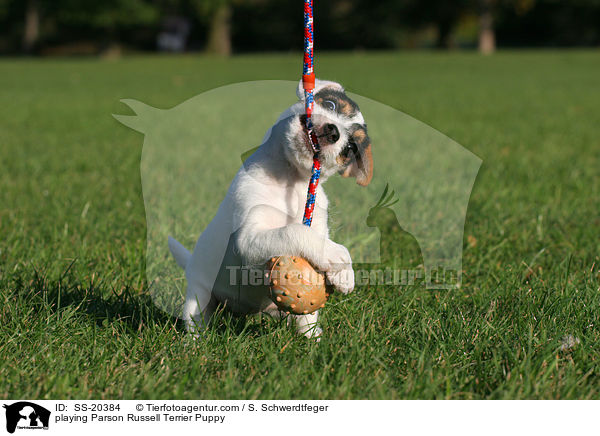 Parson Russell Terrier Welpe / Parson Russell Terrier Puppy / SS-20384