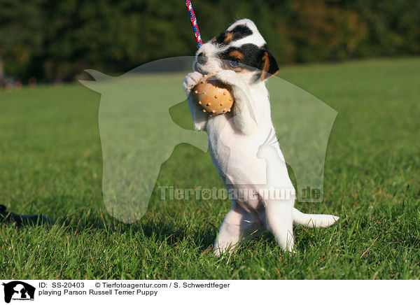 Parson Russell Terrier Welpe / Parson Russell Terrier Puppy / SS-20403