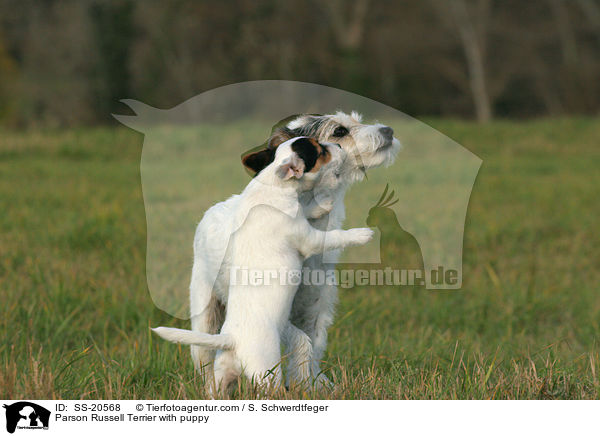 Parson Russell Terrier mit Welpe / Parson Russell Terrier with puppy / SS-20568