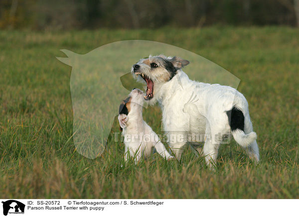 Parson Russell Terrier with puppy / SS-20572