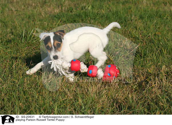 Parson Russell Terrier Welpe / Parson Russell Terrier Puppy / SS-20631