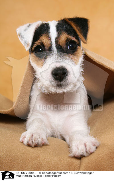 Parson Russell Terrier Welpe / Parson Russell Terrier Puppy / SS-20681