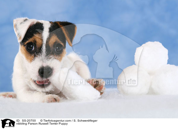 Parson Russell Terrier Welpe / Parson Russell Terrier Puppy / SS-20700