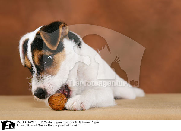 Parson Russell Terrier Welpe spielt mit Nuss / Parson Russell Terrier Puppy plays with nut / SS-20714