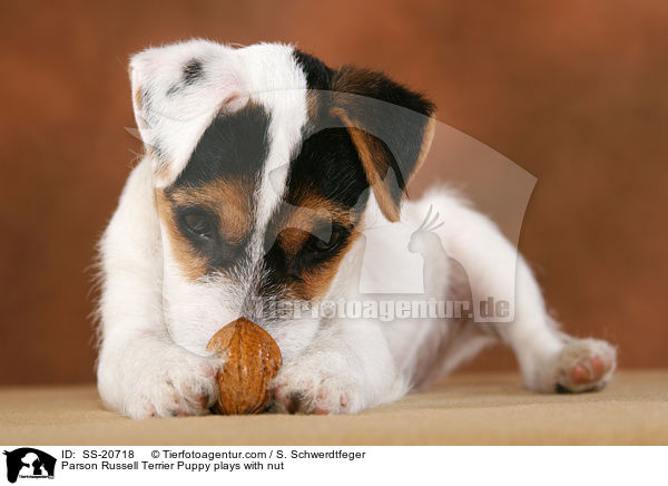 Parson Russell Terrier Welpe spielt mit Nuss / Parson Russell Terrier Puppy plays with nut / SS-20718