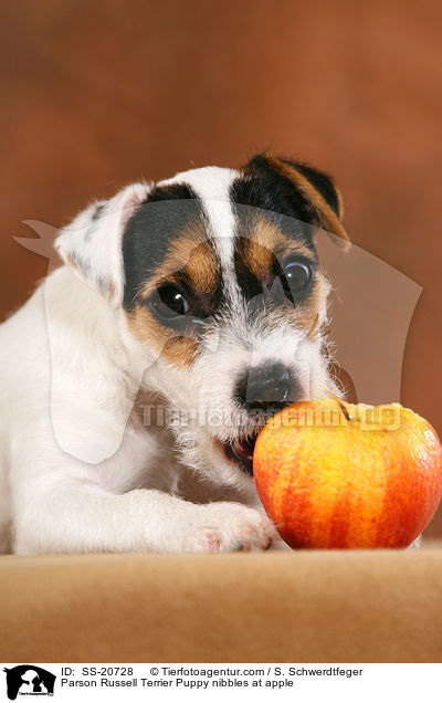 Parson Russell Terrier Welpe knabbert an Apfel / Parson Russell Terrier Puppy nibbles at apple / SS-20728