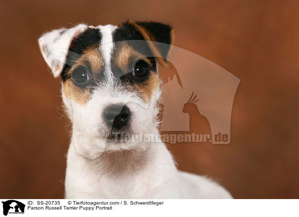 Parson Russell Terrier Welpe Portrait / Parson Russell Terrier Puppy Portrait / SS-20735