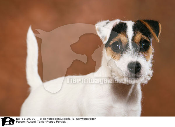 Parson Russell Terrier Welpe Portrait / Parson Russell Terrier Puppy Portrait / SS-20739