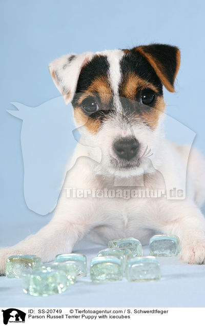 Parson Russell Terrier Welpe mit Eiswrfeln / Parson Russell Terrier Puppy with icecubes / SS-20749